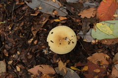 Amanita diemii