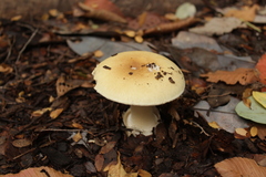 Amanita diemii
