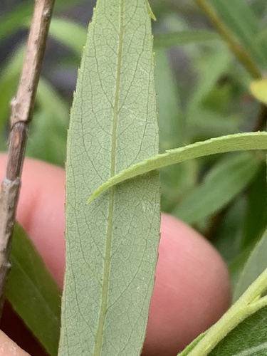 Geyer willow (Salix geyeriana)