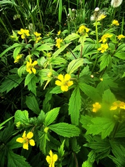 Geum aleppicum