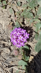 Abronia gracilis