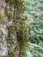 Leucodontaceae