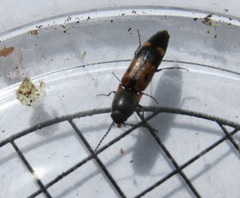 Megapenthes elegans