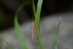 Clistoronia flavicollis