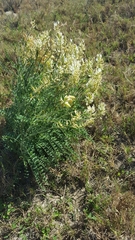 Astragalus fastidius