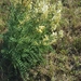 Astragalus fastidius - Photo (c) Andrea Navarro, some rights reserved (CC BY-NC-ND), uploaded by Andrea Navarro