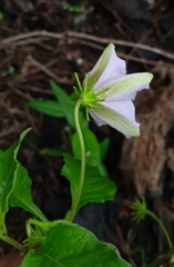 Lycianthes ciliolata