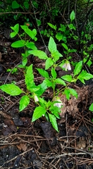 Lycianthes ciliolata