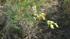 Astragalus fastidius