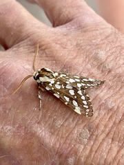 Lophocampa ingens