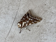 Lophocampa ingens