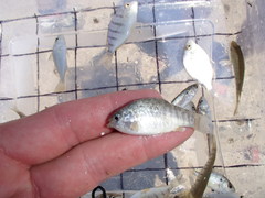 Cyprinodon variegatus variegatus