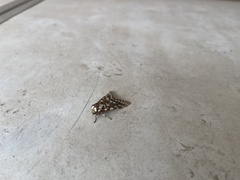 Lophocampa ingens
