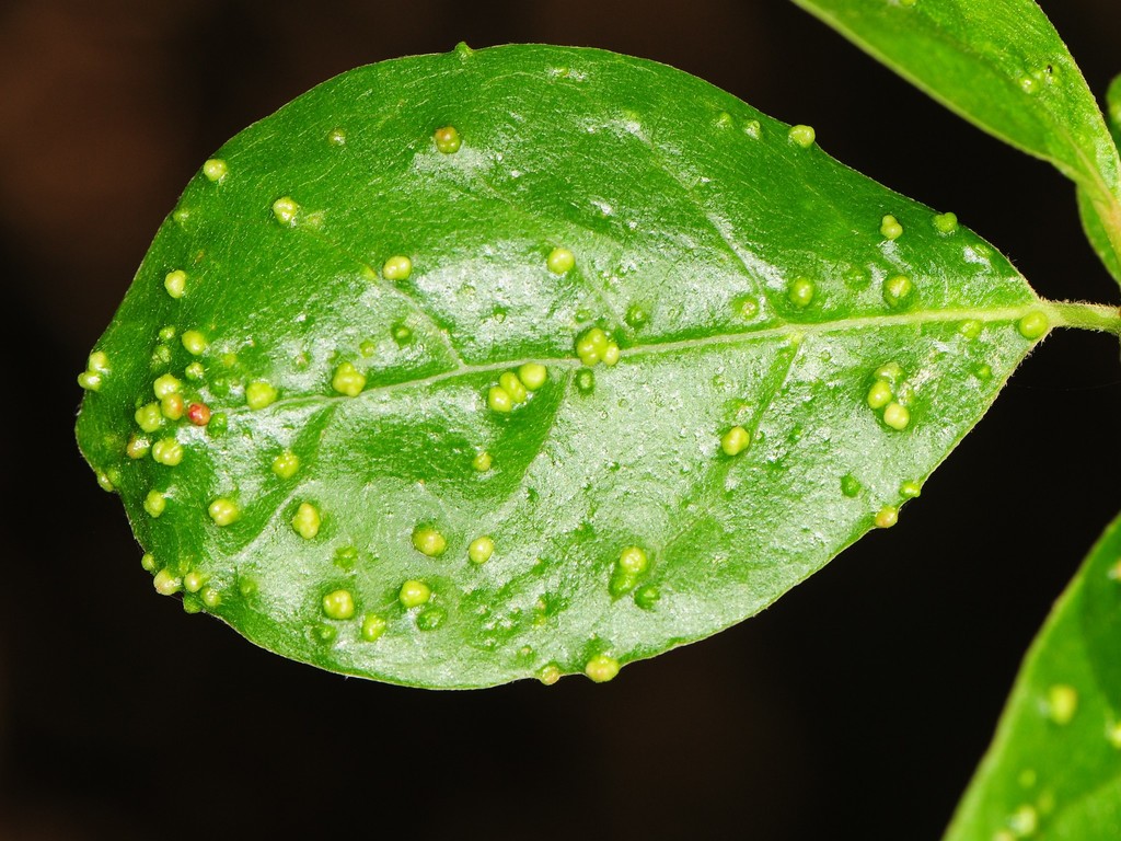 Black Tupelo Gall Mite