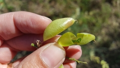 Astragalus fastidius