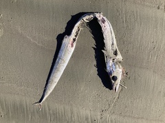 Lepidopus caudatus