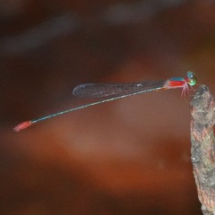 Teinobasis ruficollis