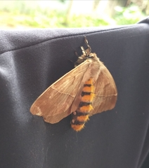 Pseudodirphia eumedide