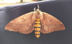 Pseudodirphia eumedide