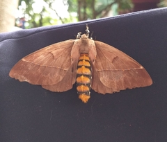 Pseudodirphia eumedide
