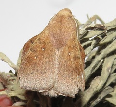 Leipoxais peraffinis