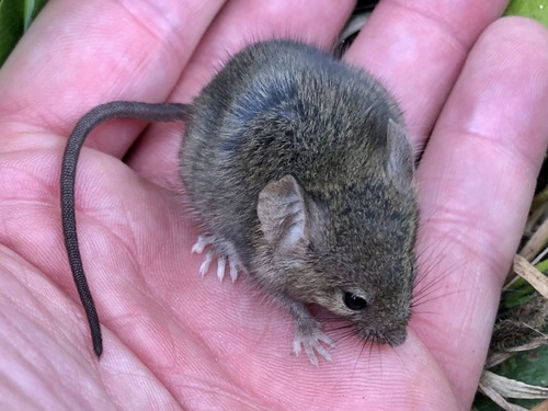 Western Harvest Mouse