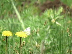 Euchloe ausonia