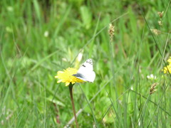Euchloe ausonia