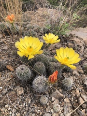 Echinocereus stolonifer tayopensis