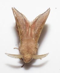 Leipoxais peraffinis