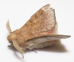 Leipoxais peraffinis