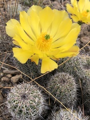 Echinocereus stolonifer tayopensis