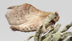 Leipoxais peraffinis