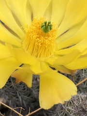 Echinocereus stolonifer tayopensis