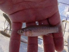 Fundulus grandis