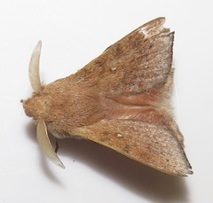 Leipoxais peraffinis