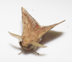 Leipoxais peraffinis