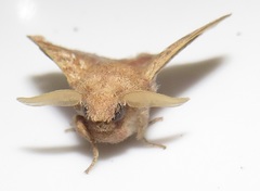 Leipoxais peraffinis