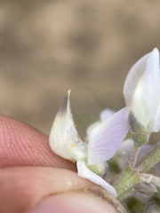 Lupinus leucophyllus