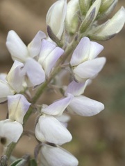 Lupinus leucophyllus