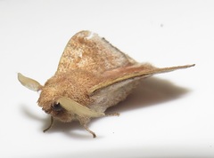 Leipoxais peraffinis