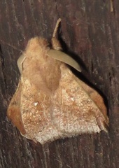 Leipoxais peraffinis