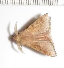 Leipoxais peraffinis