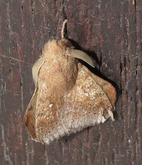 Leipoxais peraffinis