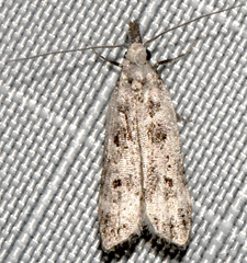 Dichomeris inversella