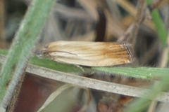 Eucosma umbrastriana