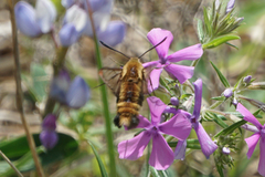Hemaris aethra