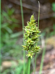 Carex arcta
