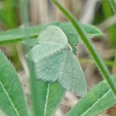 Thalera pistasciaria
