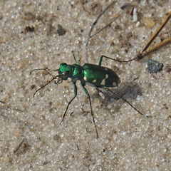 Cicindela patruela